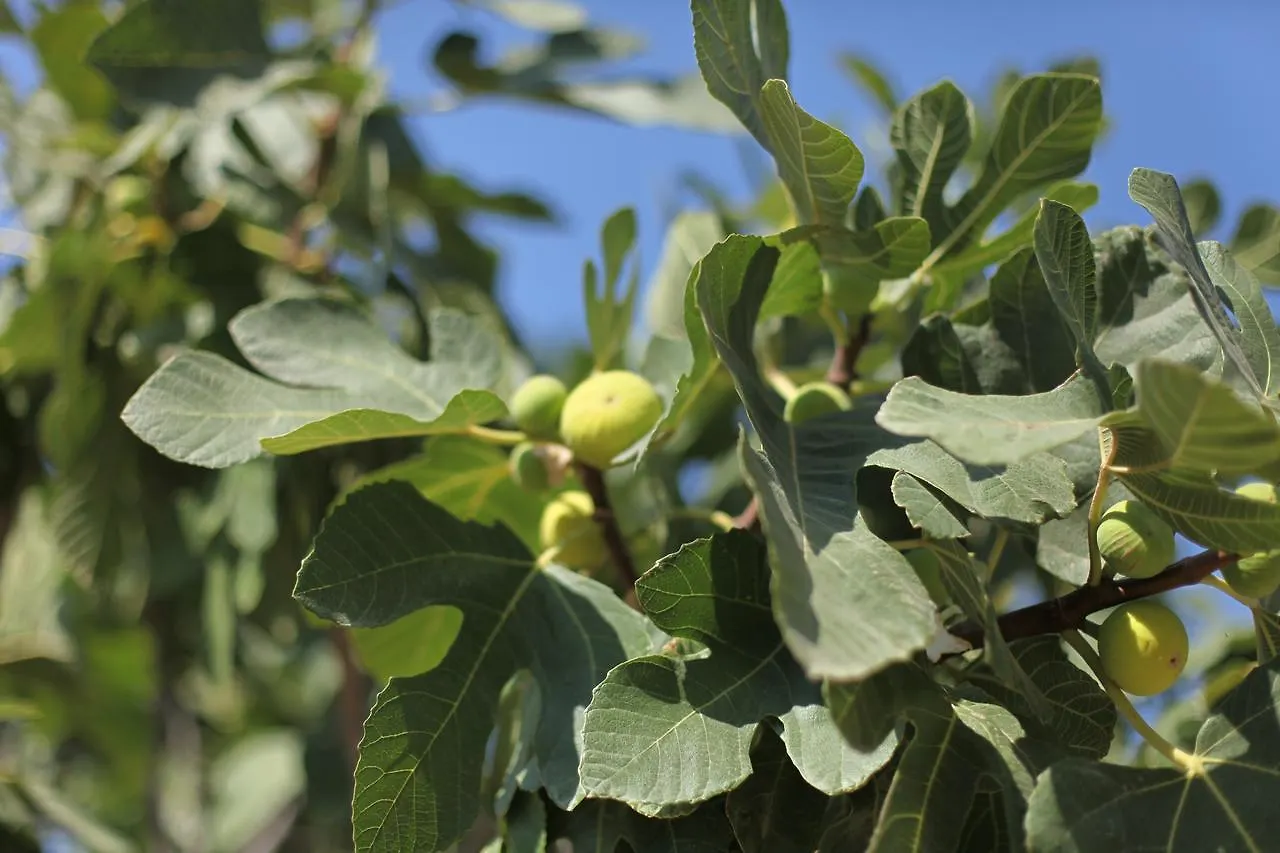 Mesudiye  Meltem Pansiyon Datca 0*, Mesudiye (Datca)